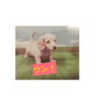 かわいい、ダックスわんちゃんのごあいさつ（個別スタンプ：1）