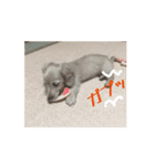 かわいい、ダックスわんちゃんのごあいさつ（個別スタンプ：2）