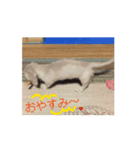かわいい、ダックスわんちゃんのごあいさつ（個別スタンプ：7）
