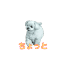 マルチーちゃん 動くスタンプ 8個（個別スタンプ：3）