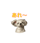 マルチーちゃん 動くスタンプ 8個（個別スタンプ：6）