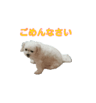 マルチーちゃん 動くスタンプ 8個（個別スタンプ：8）