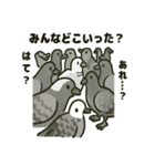 かわいい白鳩スタンプ（個別スタンプ：30）