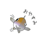 鱚彦（きすひこ）くんの日常会話スタンプ（個別スタンプ：22）