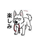 名前入りホワイトシェパード（個別スタンプ：12）