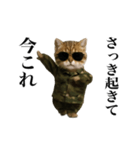 踊る！今これ軍人にゃんこ（個別スタンプ：1）