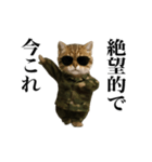 踊る！今これ軍人にゃんこ（個別スタンプ：12）