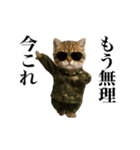 踊る！今これ軍人にゃんこ（個別スタンプ：24）