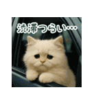 長毛白猫ぬいぐるみのゆる言い訳スタンプ（個別スタンプ：6）