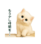 長毛白猫ぬいぐるみのゆる言い訳スタンプ（個別スタンプ：11）