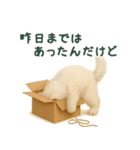 長毛白猫ぬいぐるみのゆる言い訳スタンプ（個別スタンプ：14）