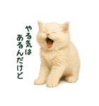 長毛白猫ぬいぐるみのゆる言い訳スタンプ（個別スタンプ：16）