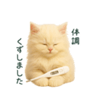 長毛白猫ぬいぐるみのゆる言い訳スタンプ（個別スタンプ：22）