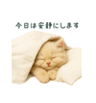 長毛白猫ぬいぐるみのゆる言い訳スタンプ（個別スタンプ：23）
