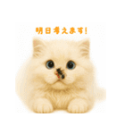 長毛白猫ぬいぐるみのゆる言い訳スタンプ（個別スタンプ：40）