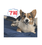 コーギー犬とらまるくん②（個別スタンプ：1）