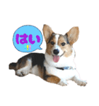 コーギー犬とらまるくん②（個別スタンプ：2）