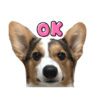コーギー犬とらまるくん②（個別スタンプ：3）