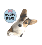 コーギー犬とらまるくん②（個別スタンプ：4）