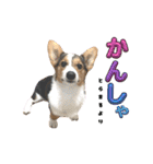コーギー犬とらまるくん②（個別スタンプ：5）
