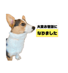 コーギー犬とらまるくん②（個別スタンプ：7）