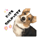 コーギー犬とらまるくん②（個別スタンプ：9）