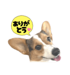 コーギー犬とらまるくん②（個別スタンプ：10）