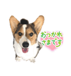 コーギー犬とらまるくん②（個別スタンプ：11）