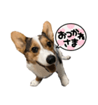 コーギー犬とらまるくん②（個別スタンプ：12）