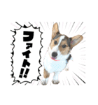 コーギー犬とらまるくん②（個別スタンプ：13）