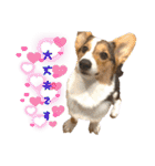 コーギー犬とらまるくん②（個別スタンプ：15）