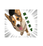 コーギー犬とらまるくん②（個別スタンプ：16）
