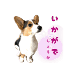 コーギー犬とらまるくん②（個別スタンプ：17）
