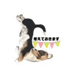 コーギー犬とらまるくん②（個別スタンプ：18）