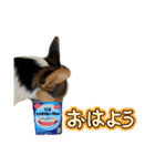 コーギー犬とらまるくん②（個別スタンプ：19）