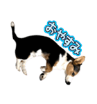 コーギー犬とらまるくん②（個別スタンプ：20）