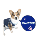 コーギー犬とらまるくん②（個別スタンプ：21）