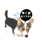 コーギー犬とらまるくん②（個別スタンプ：22）
