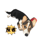 コーギー犬とらまるくん②（個別スタンプ：23）