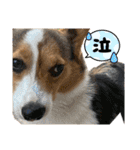 コーギー犬とらまるくん②（個別スタンプ：24）