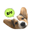 コーギー犬とらまるくん②（個別スタンプ：25）