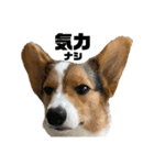 コーギー犬とらまるくん②（個別スタンプ：26）