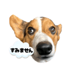 コーギー犬とらまるくん②（個別スタンプ：27）