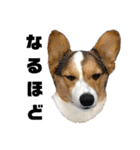 コーギー犬とらまるくん②（個別スタンプ：28）