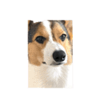コーギー犬とらまるくん②（個別スタンプ：29）