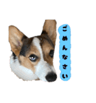 コーギー犬とらまるくん②（個別スタンプ：30）