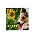 コーギー犬とらまるくん②（個別スタンプ：31）