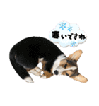 コーギー犬とらまるくん②（個別スタンプ：32）