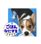 コーギー犬とらまるくん②（個別スタンプ：34）