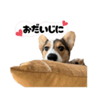 コーギー犬とらまるくん②（個別スタンプ：35）